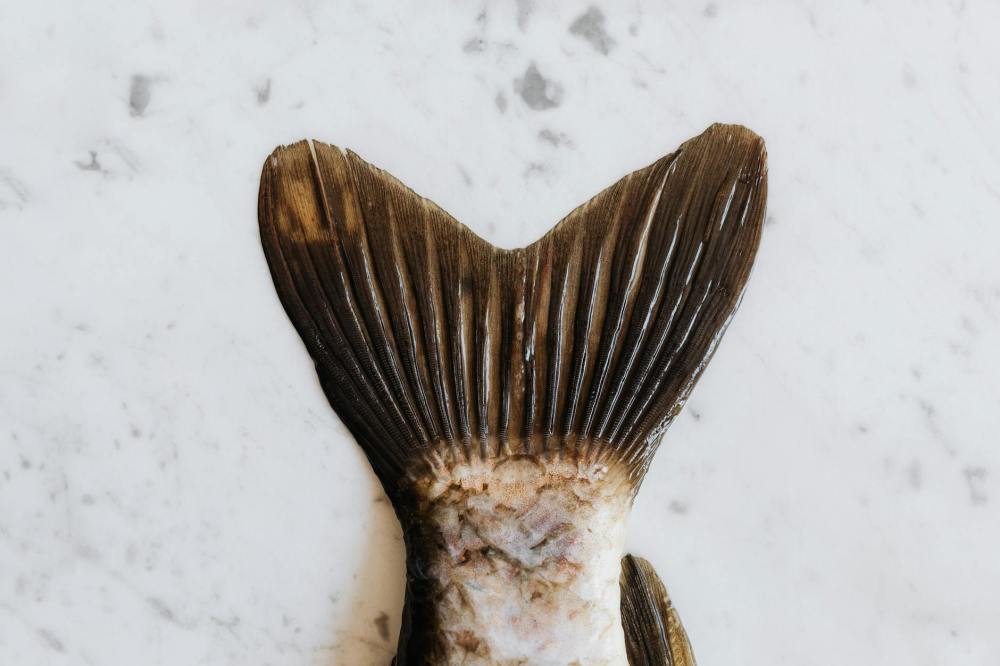close up photo of fish tail